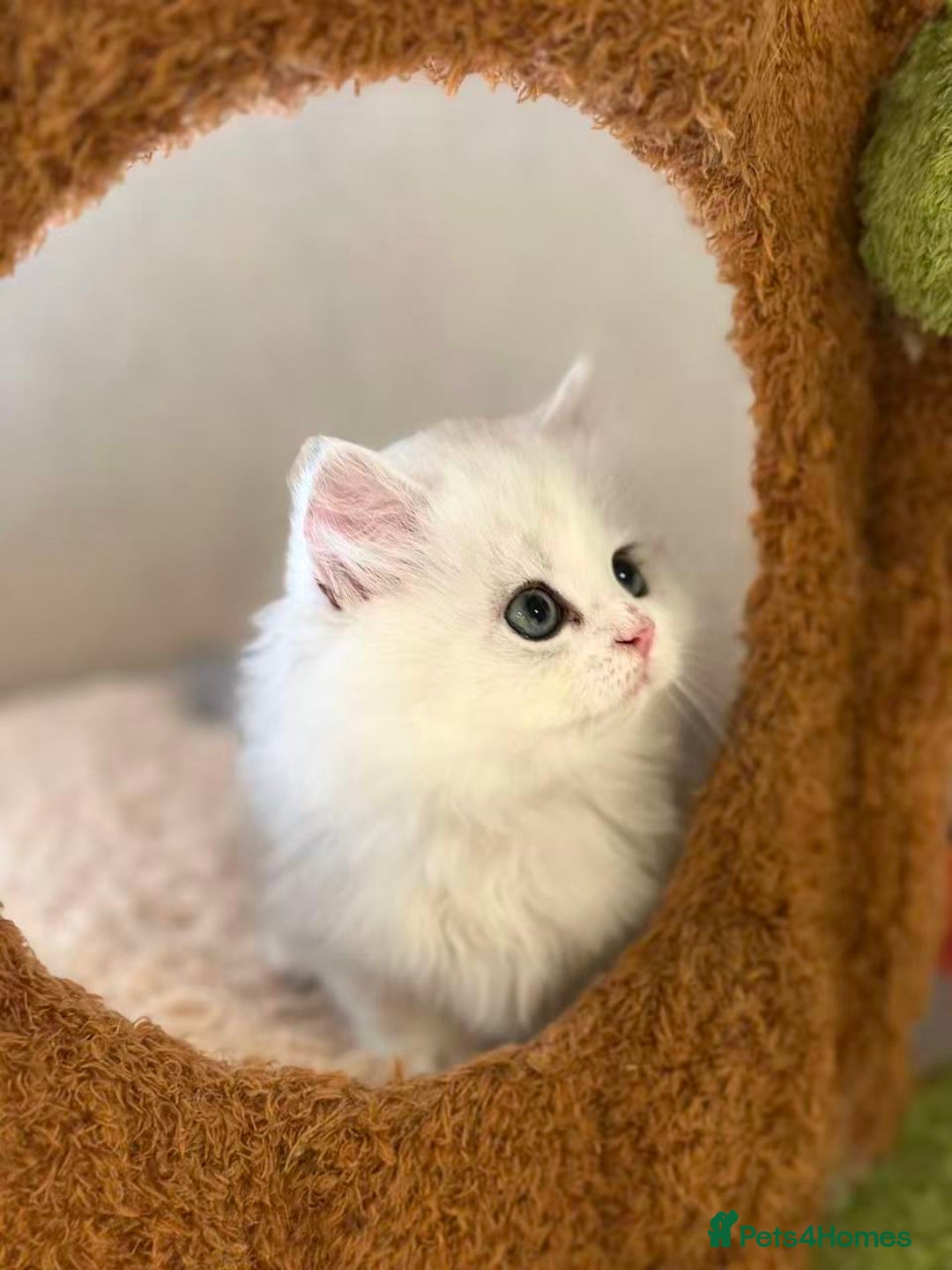 Munchkin cats for sale: Super stunning & rare Minuet - Image 11