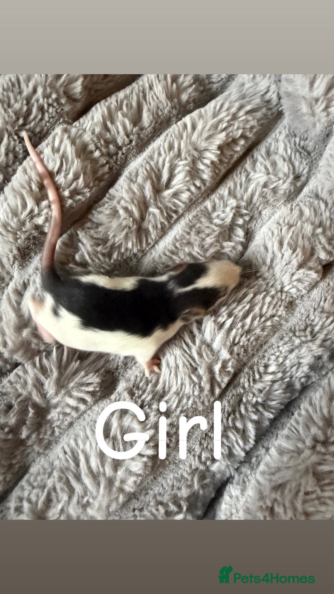 Rat rodents for sale: Baby rats mixed  - Advert 17