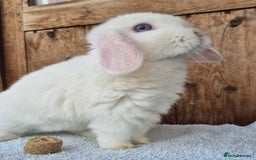 Mini Lop rabbits for sale: Blue eyed white mini lop doe  - Image 2