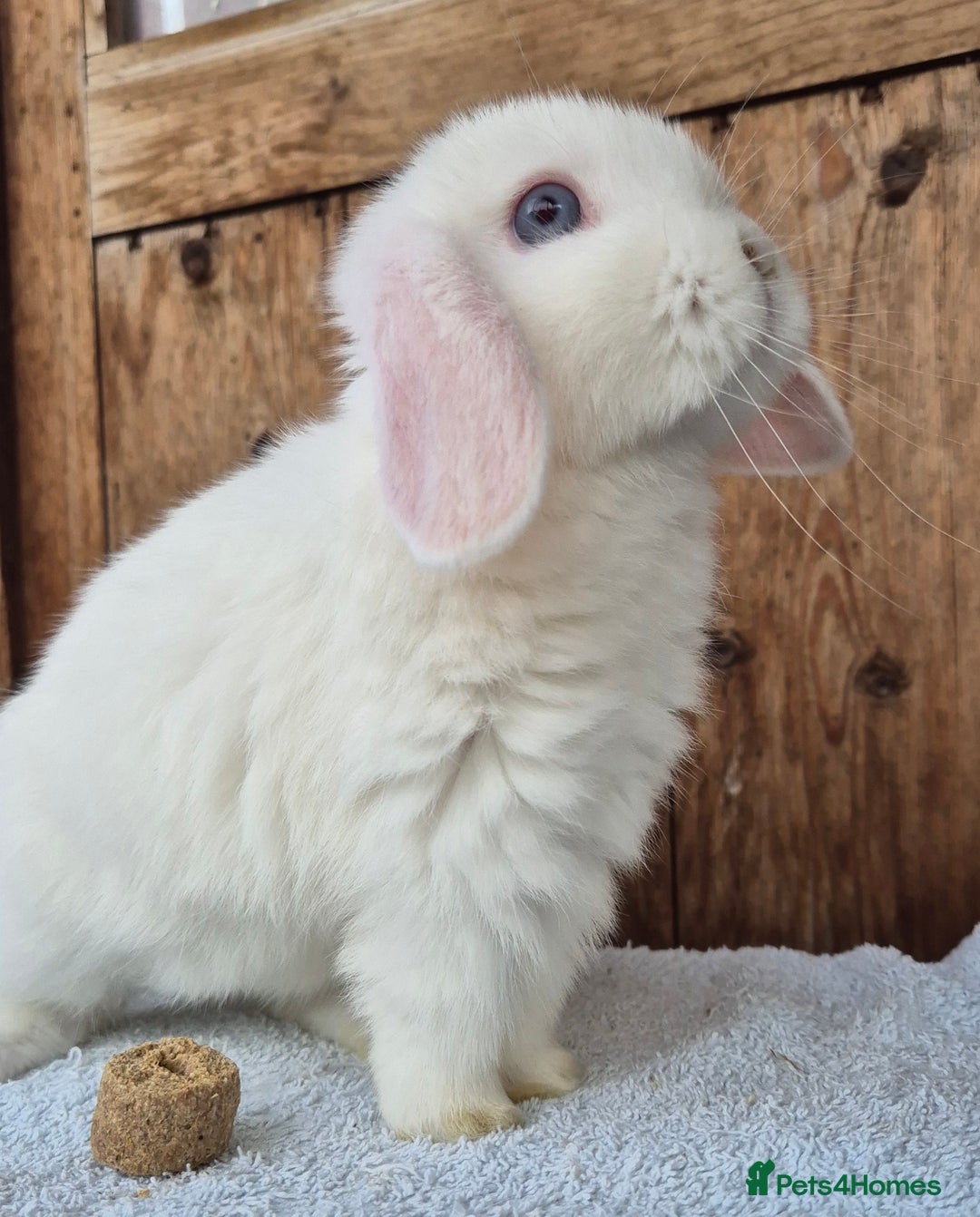 Mini Lop rabbits for sale: Blue eyed white mini lop doe  - Image 2