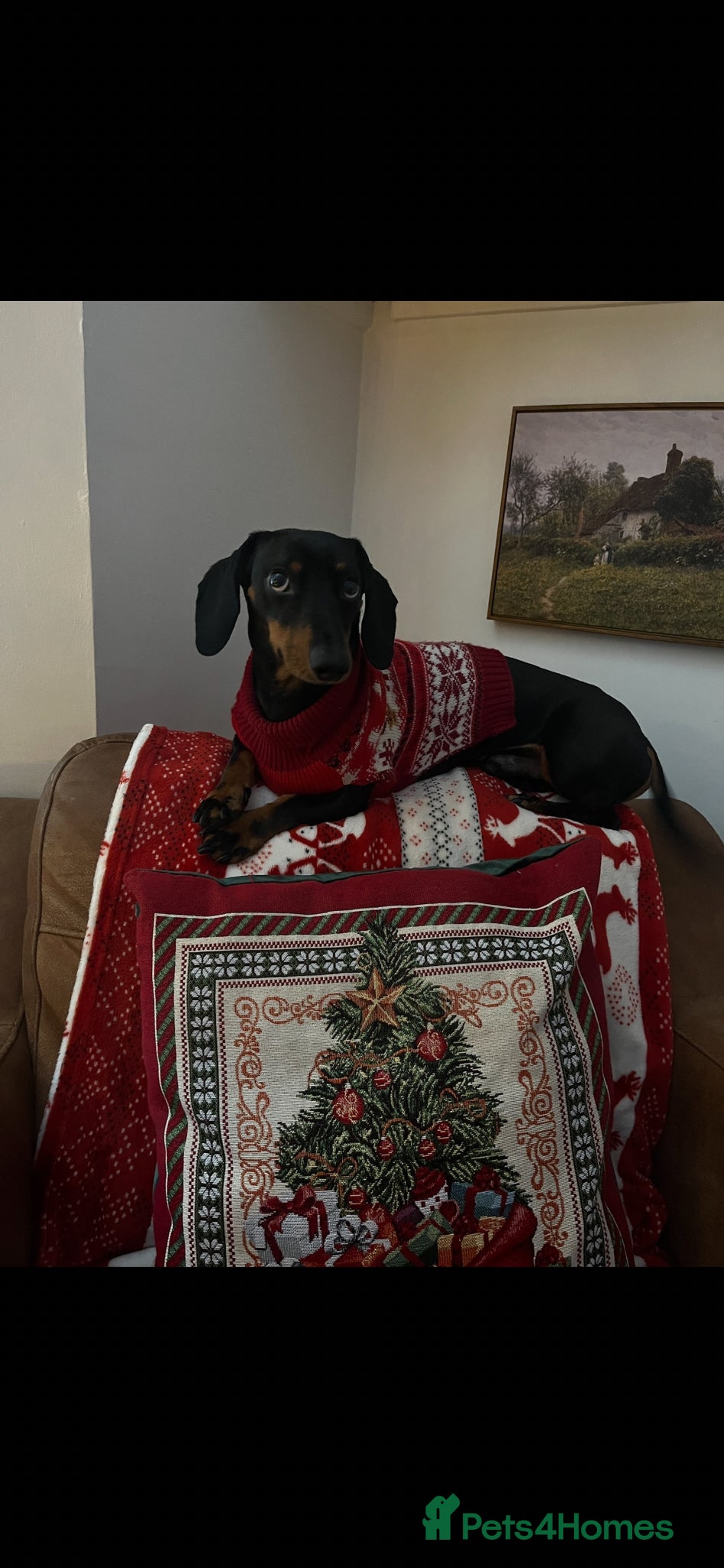 Dachshund dogs Rex - 4 years old male  - Advert 2