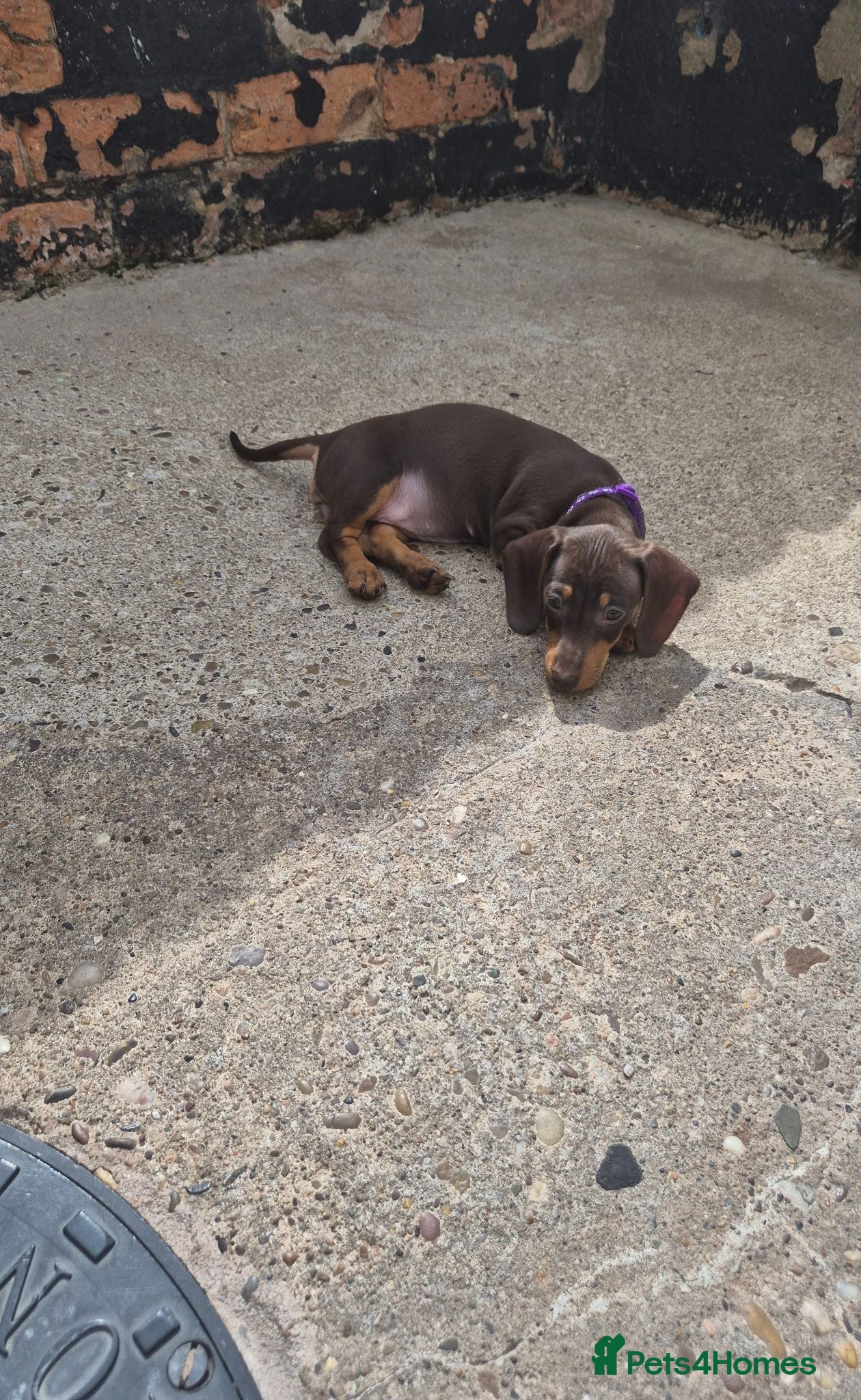 Miniature Dachshund dogs *last chocolate girl left* Miniature Dachshund 🐾 - Advert 5