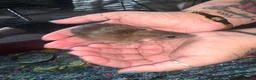 Rat rodents for sale: Dumbo Dwarf Rats - Advert 3