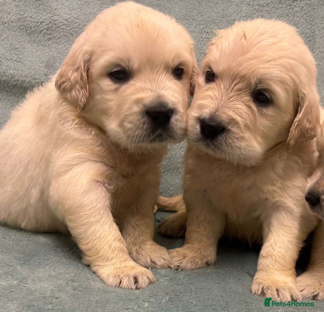 Golden Retriever dogs for sale: Golden Retriever Pups from Health Tested Parents  - Advert 29