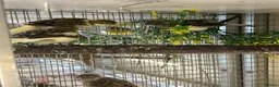 Canaries birds for sale: FIFE CANARY'S - Advert 6