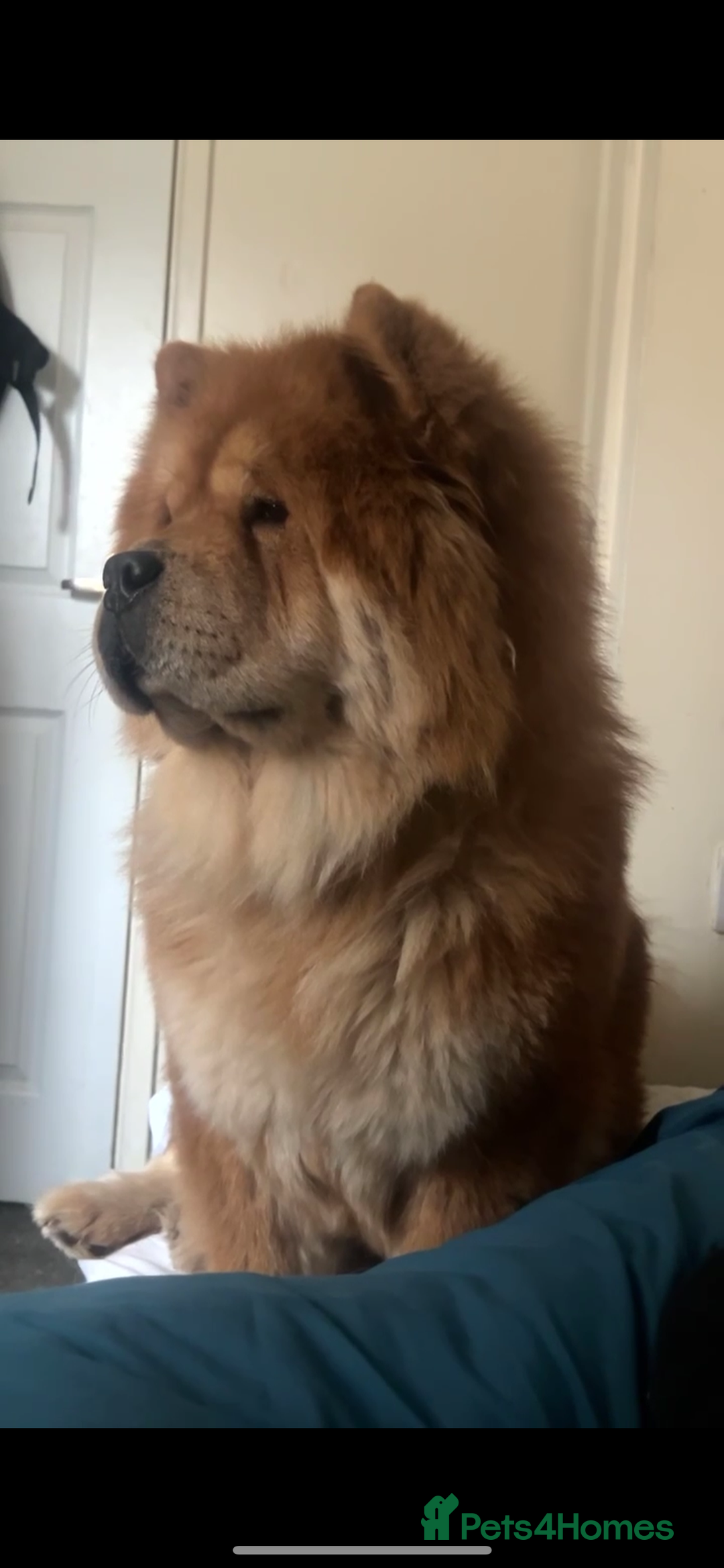 Chow Chow dogs for sale: Female chow chow  - Advert 3