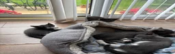 Domestic Shorthair cats for sale: Beautiful grey kittens available now - Advert 3