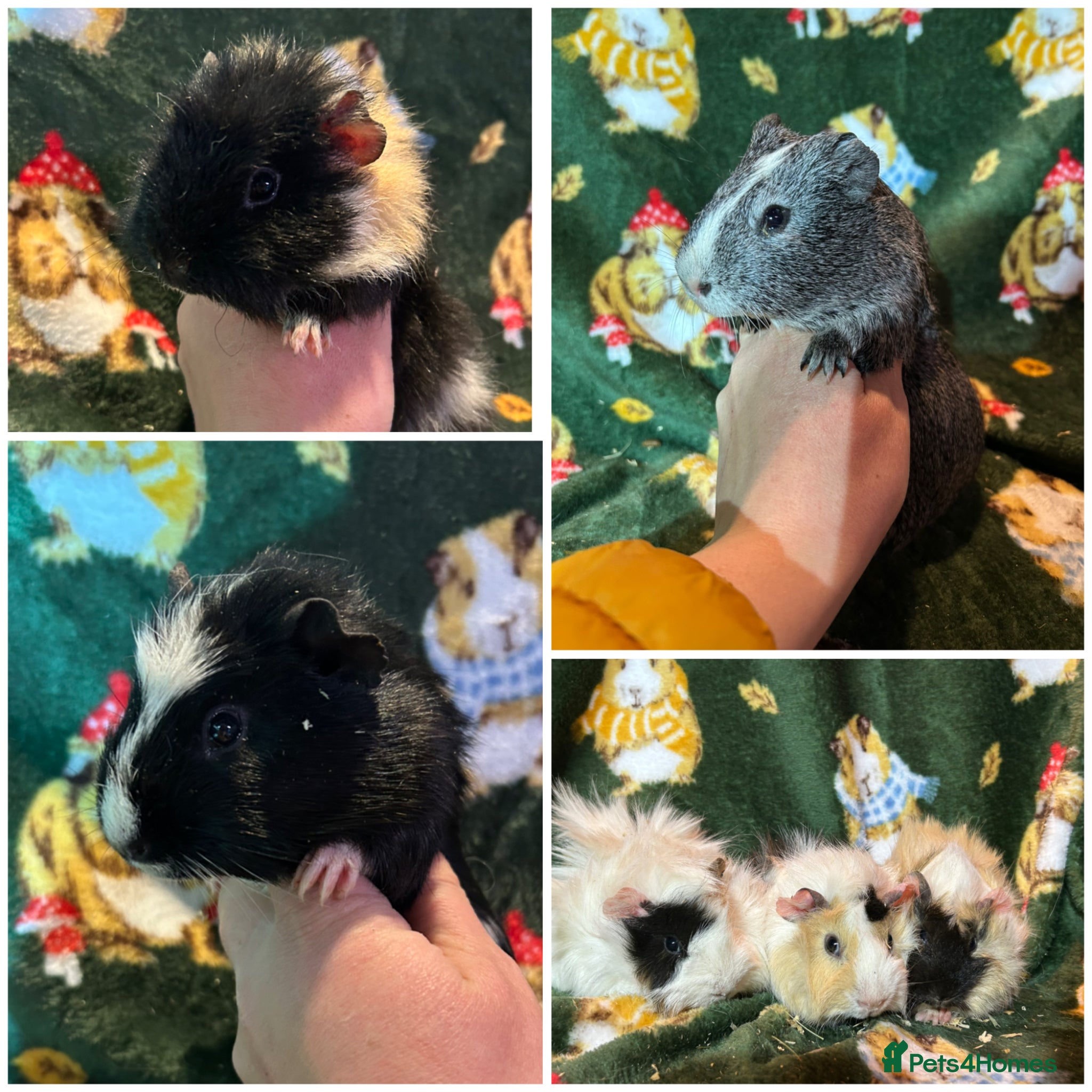 Guinea Pig rodents Beautiful Baby Male Guineapigs  - Advert 1