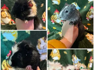 Guinea Pig rodents Beautiful Baby Male Guineapigs - Advert 1