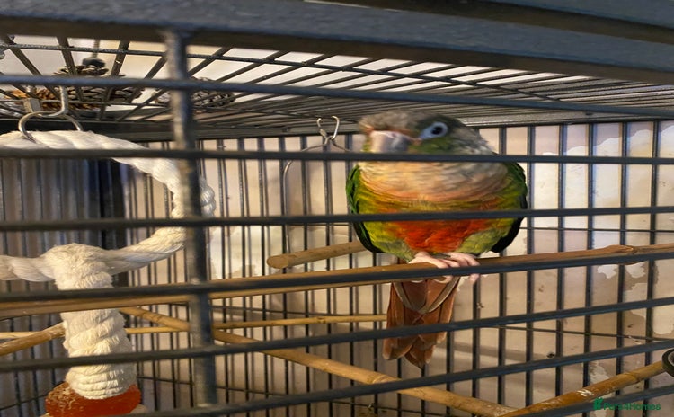 Conures birds - Advert 1