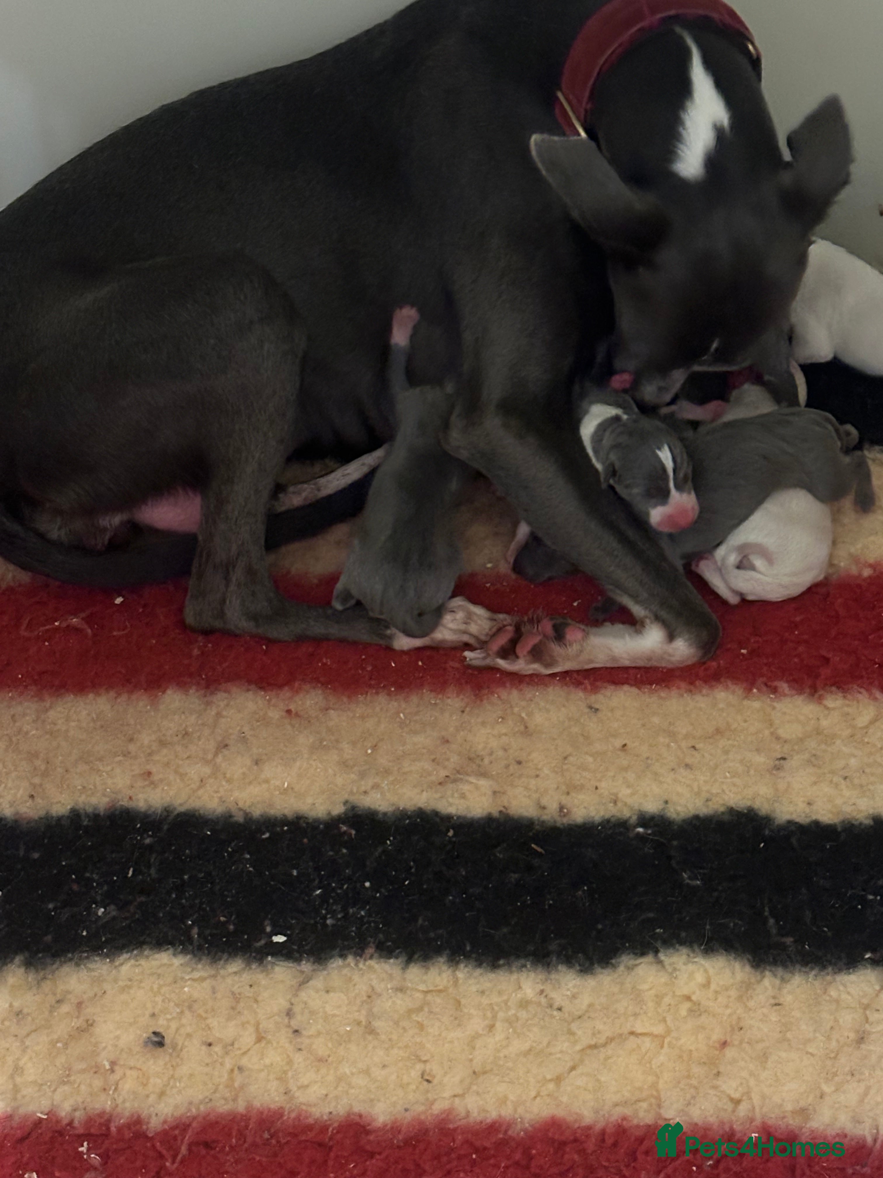 Whippet dogs Pedigree whippet puppy’s  - Advert 1