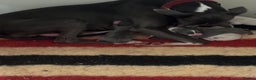 Whippet dogs for sale: Pedigree whippet puppy’s  - Advert 2