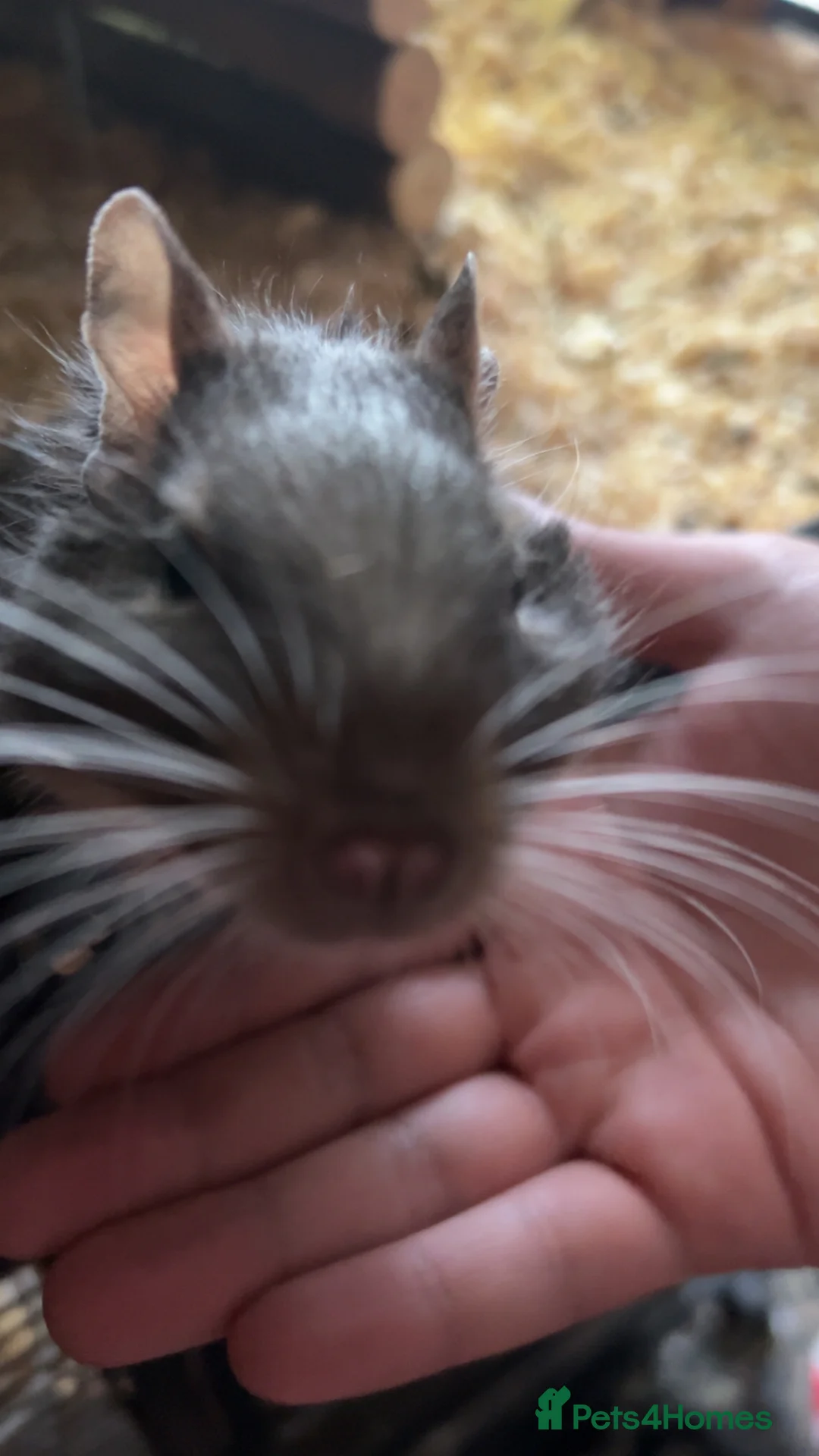 Degus rodents for sale: 2 Male Degus - Advert 3