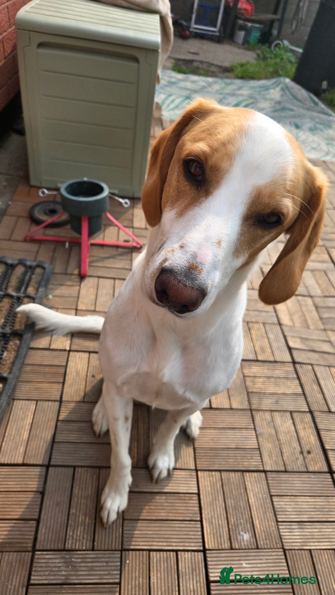 Mixed Breed dogs for sale: Beagle with whippet  - Image 3