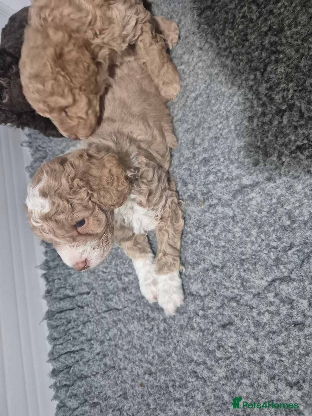 Labradoodle dogs for sale: Stunning F3 miniature labradoodles!  - Advert 20