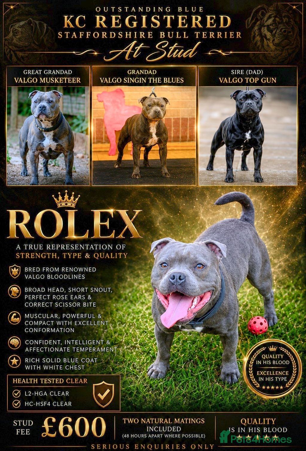Staffordshire Bull Terrier dogs  BRUMMYSTAFFS BLUE ROLEX NOW AVAILABLE FOR STUD  - Advert 1