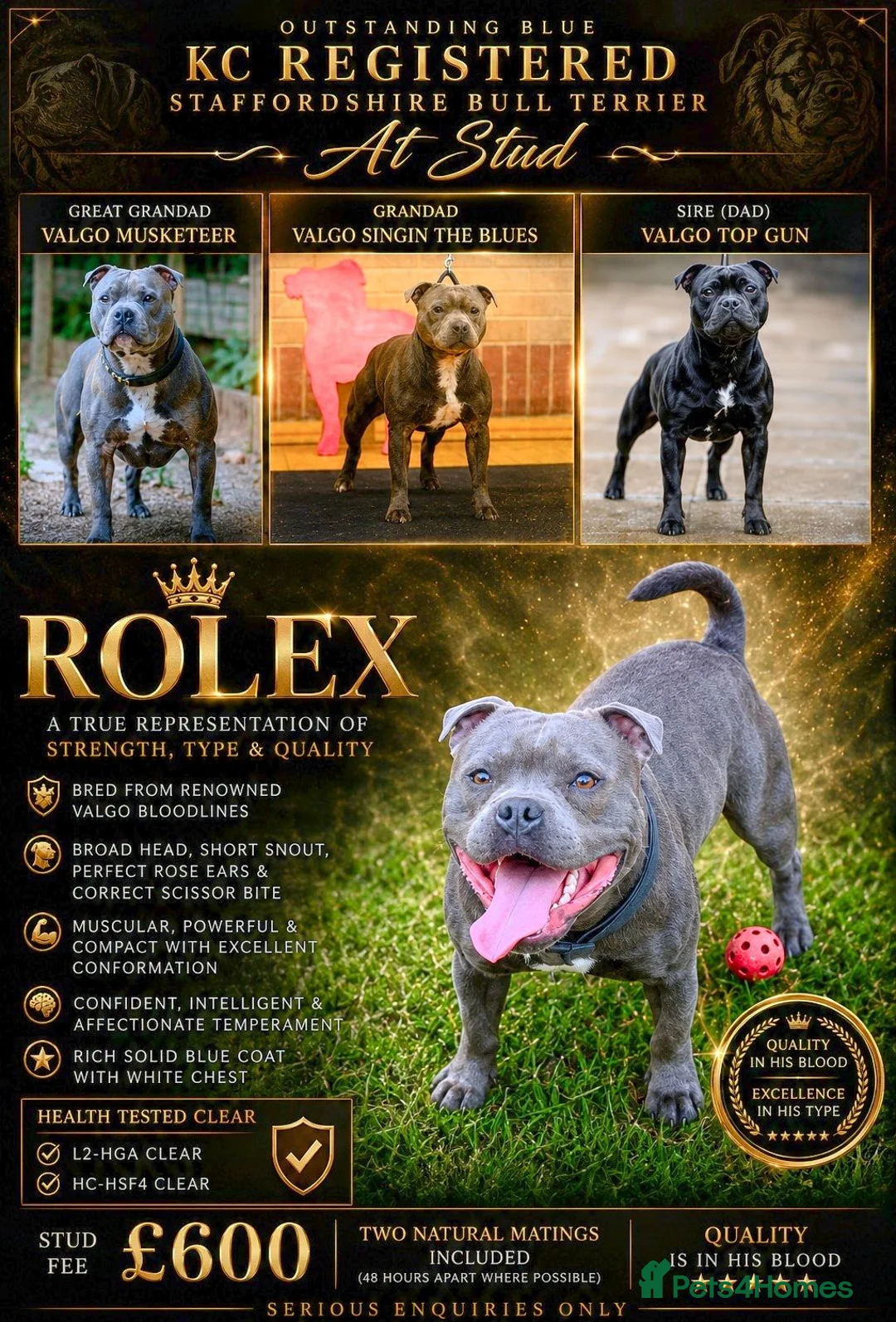 Staffordshire Bull Terrier dogs for stud:  BRUMMYSTAFFS BLUE ROLEX NOW AVAILABLE FOR STUD  - Advert 1
