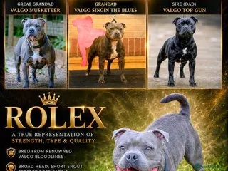 Staffordshire Bull Terrier dogs BRUMMYSTAFFS BLUE ROLEX NOW AVAILABLE FOR STUD - Advert 1
