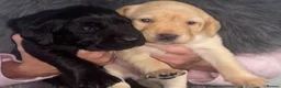 Labrador Retriever dogs for sale: Gorgeous Labrador Puppies finding a friendly home in Darlington - Advert 3
