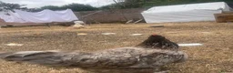 Chickens poultry for sale: Laying hen + other Chickens for Sale  - Advert 5