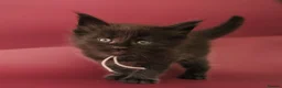 Maine Coon cats for sale: 🔥Gorgeous Maine Coons Available🔥 - Advert 18