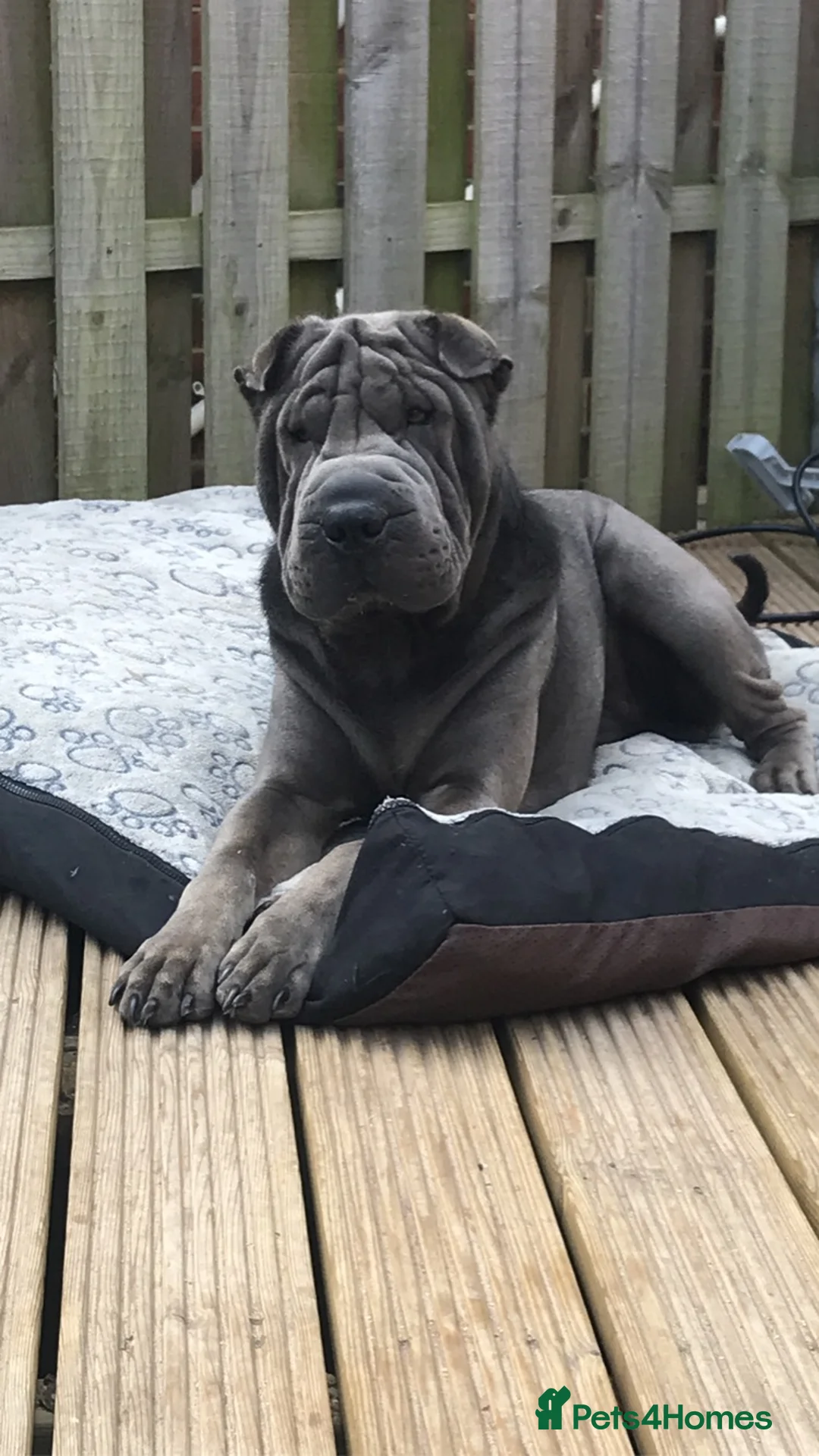 Shar Pei dogs for stud: Big boy Bleu in Sheffield - Advert 2