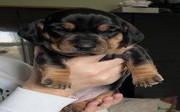 Dachshund dogs for sale: Standered dachunds. Only 2 remain - Image 3