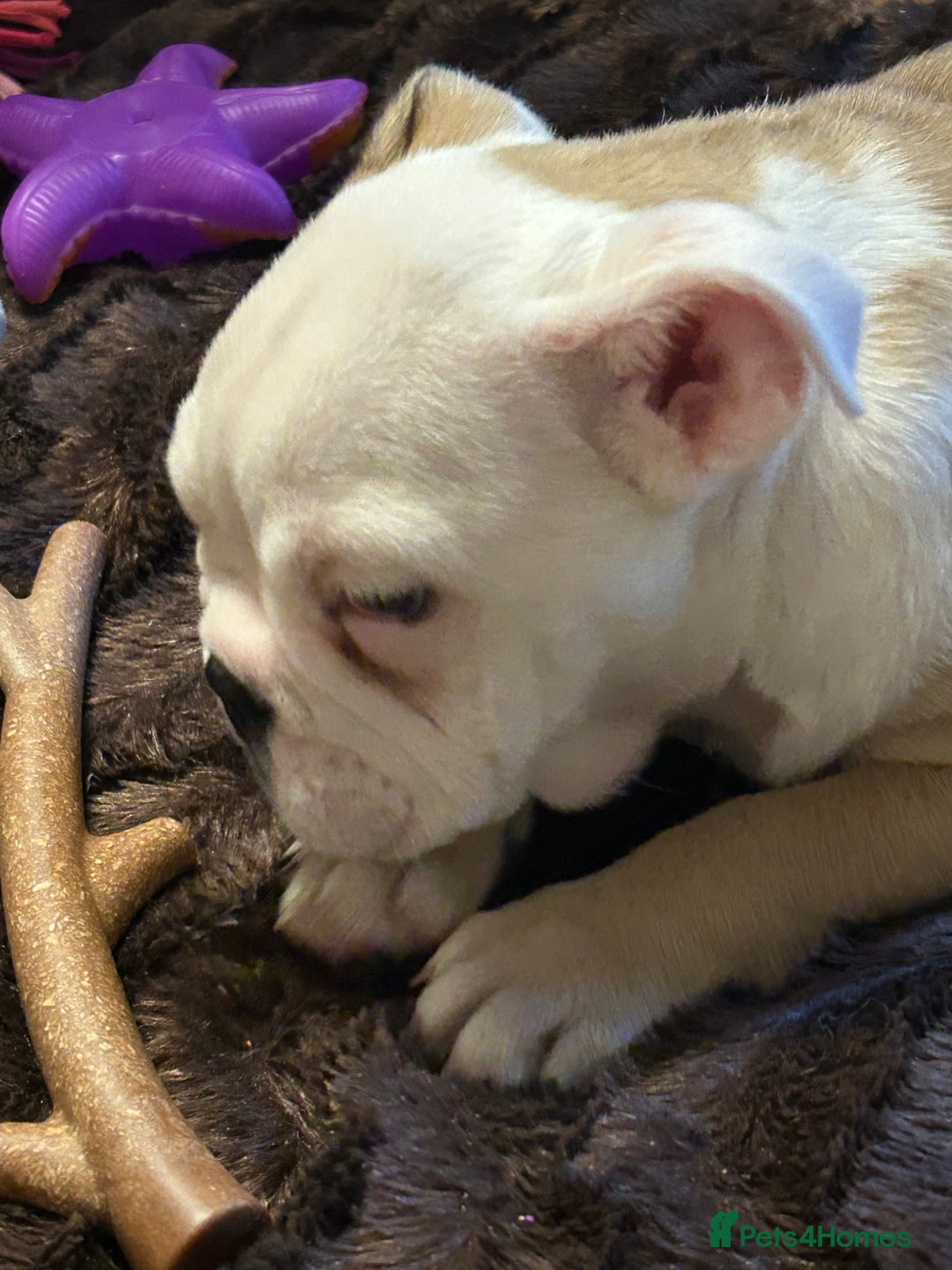 English Bulldog dogs for sale: Beautiful girl English bulldog - Image 2