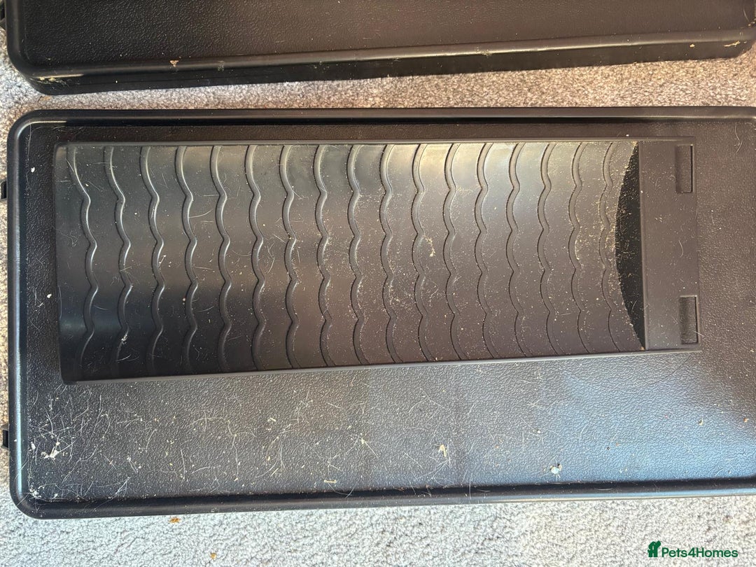 Rat rodents for sale: Dumbo Rats - Advert 22