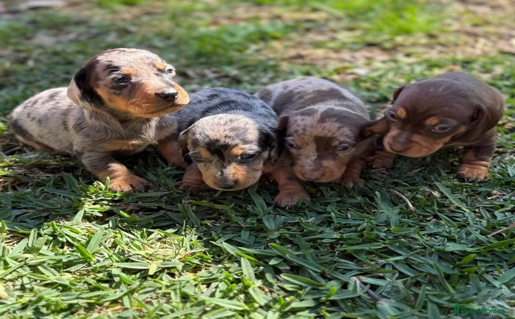 Miniature Dachshund dogs - Advert 11