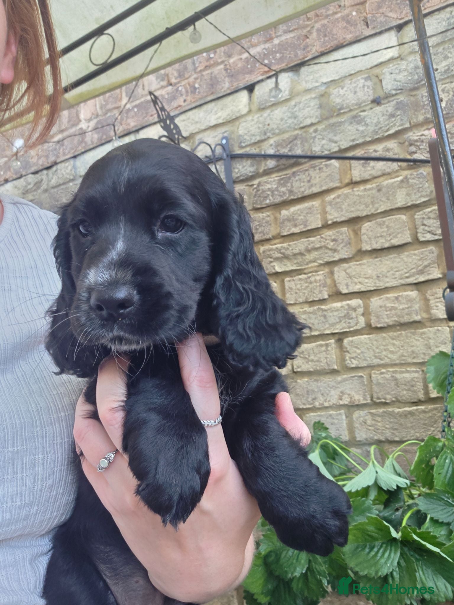 Cocker Spaniel dogs ( 1 bitch , 1 boy left )cocker spaniel puppies  - Advert 17
