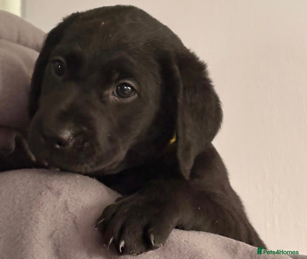 Labrador Retriever dogs Beautiful KC Labrador Puppies - Advert 2