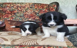 Border Collie dogs for sale: Gorgeous border collie puppies - Image 3