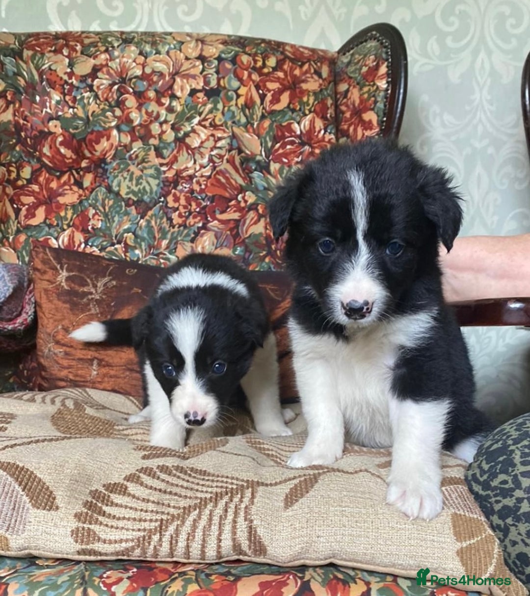 Border Collie dogs for sale: Gorgeous border collie puppies - Image 3