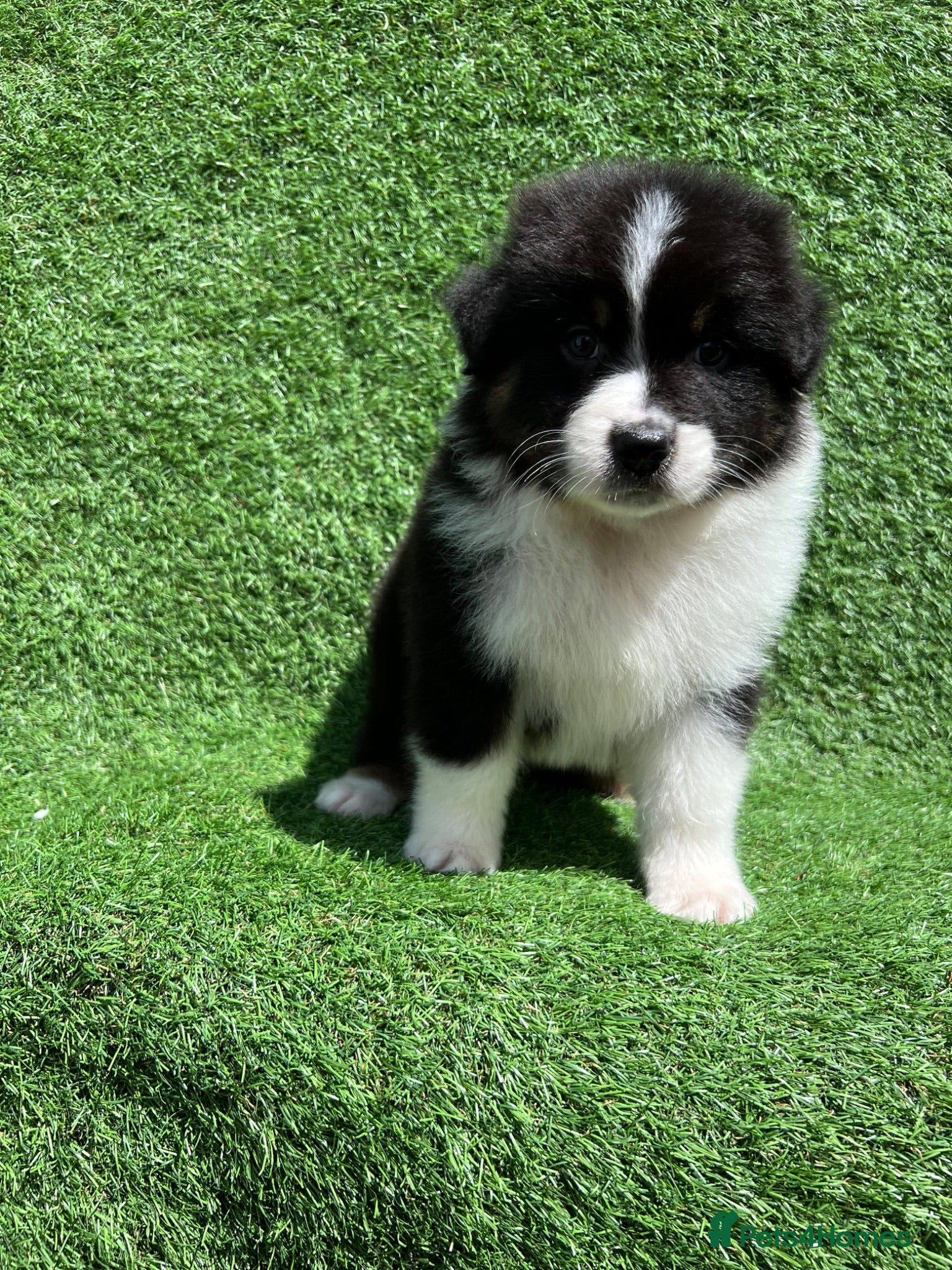 Australian Shepherd dogs Australian Shepherd Puppies  - Advert 1