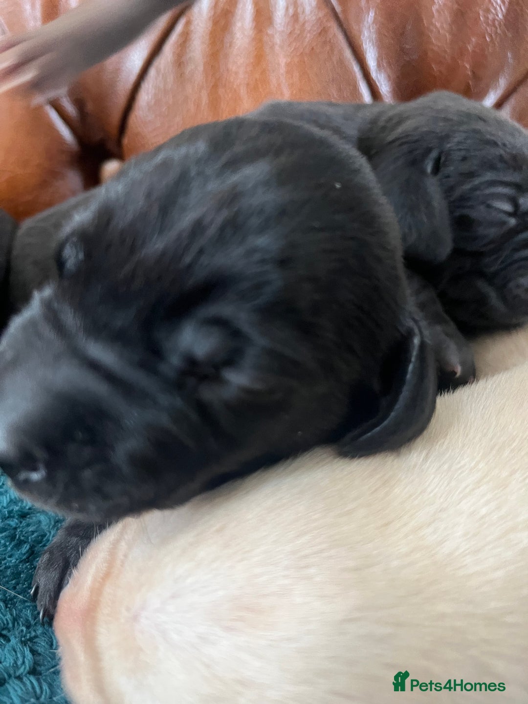 Mixed Breed dogs for sale: 6/9 F2 Weimador / Labmaraner  - Advert 10