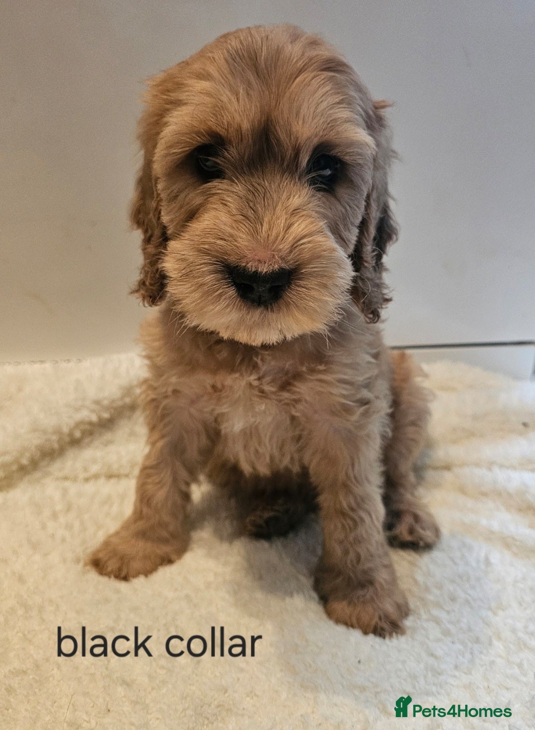 Cockapoo dogs LAST 2BOYS AVAILABLE  F1 cockapoo puppies  - Advert 3