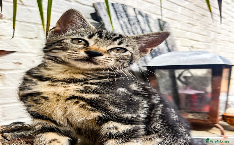 Bengal cats - Advert 2