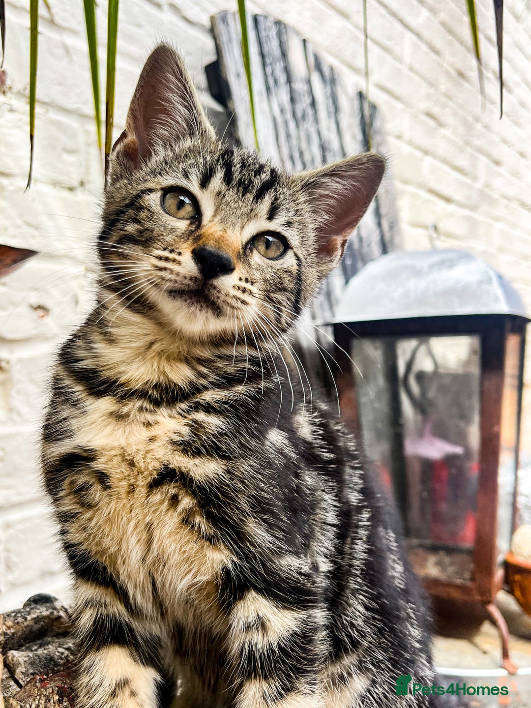 Bengal cats for sale: RARE Coats ~ Bengal/Maine Coon mix - Image 1