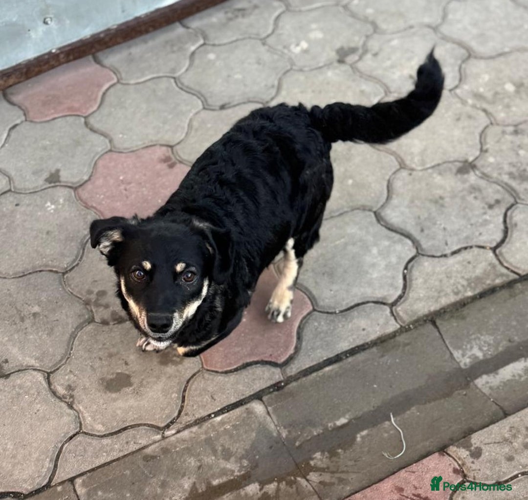 Mixed Breed dogs for adoption: OBI - a Lovely little young boy for a Loving Home - Advert 28