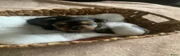 Yorkshire Terrier dogs for sale: yorkshire terrier puppys - Advert 4