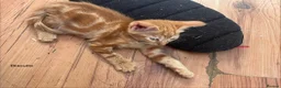 Mixed Breed cats for sale: 3 purrfect ginger girls looking 4 their forever  - Advert 10