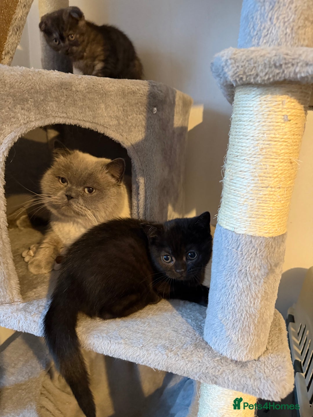 British Shorthair cats for sale: Last kitten - Dark Chocolate BSH - Advert 12