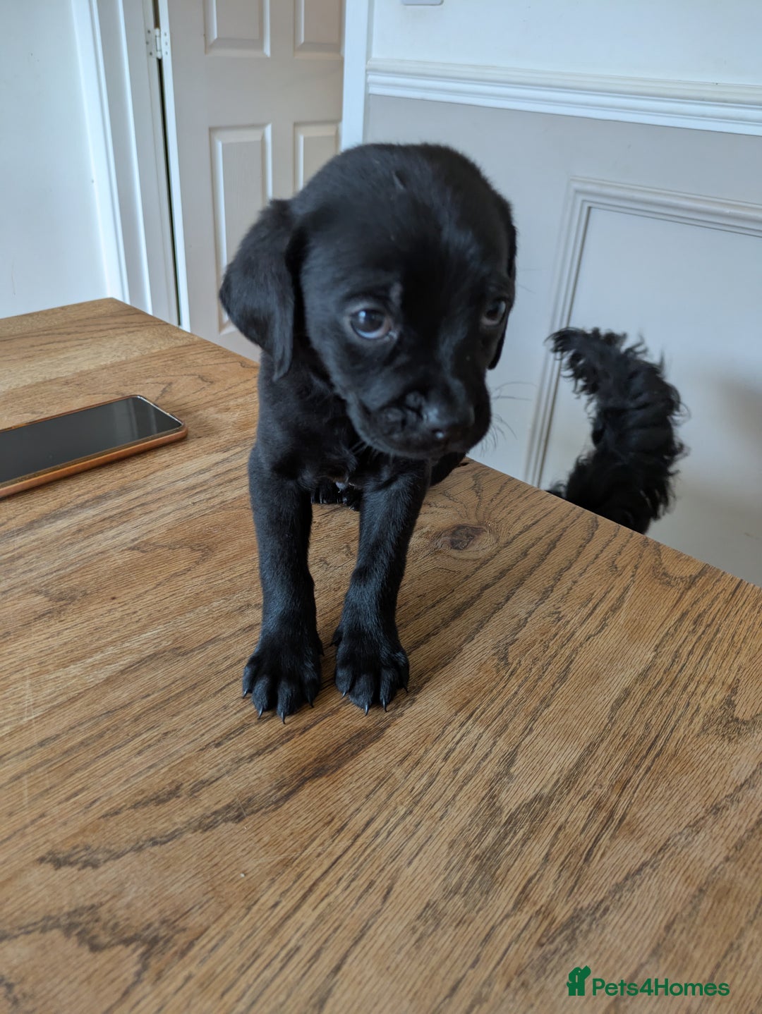 Mixed Breed dogs for sale: Gorgeous Black Poogledoodles Kid-Friendly Beauties - Image 13