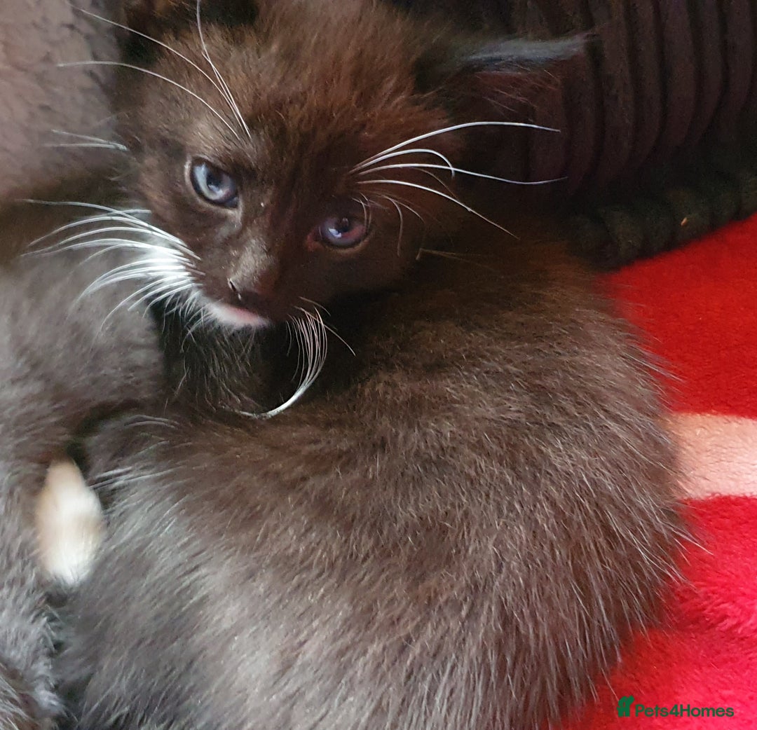 Mixed Breed cats for sale: 3 beautiful boy kittens ready for forever homes - Advert 8