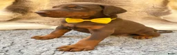 Dobermann dogs for sale: KC REG HEALTH TESTED EUROPEAN DOBERMAN PUPPIES - Advert 5