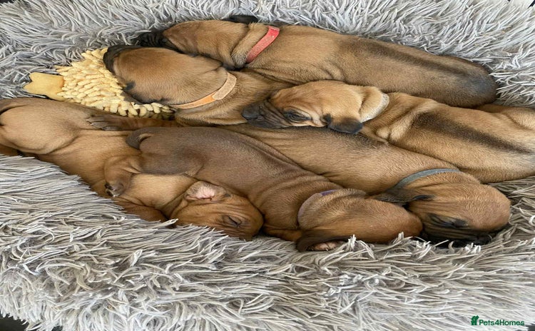 Rhodesian Ridgeback dogs - Advert 5