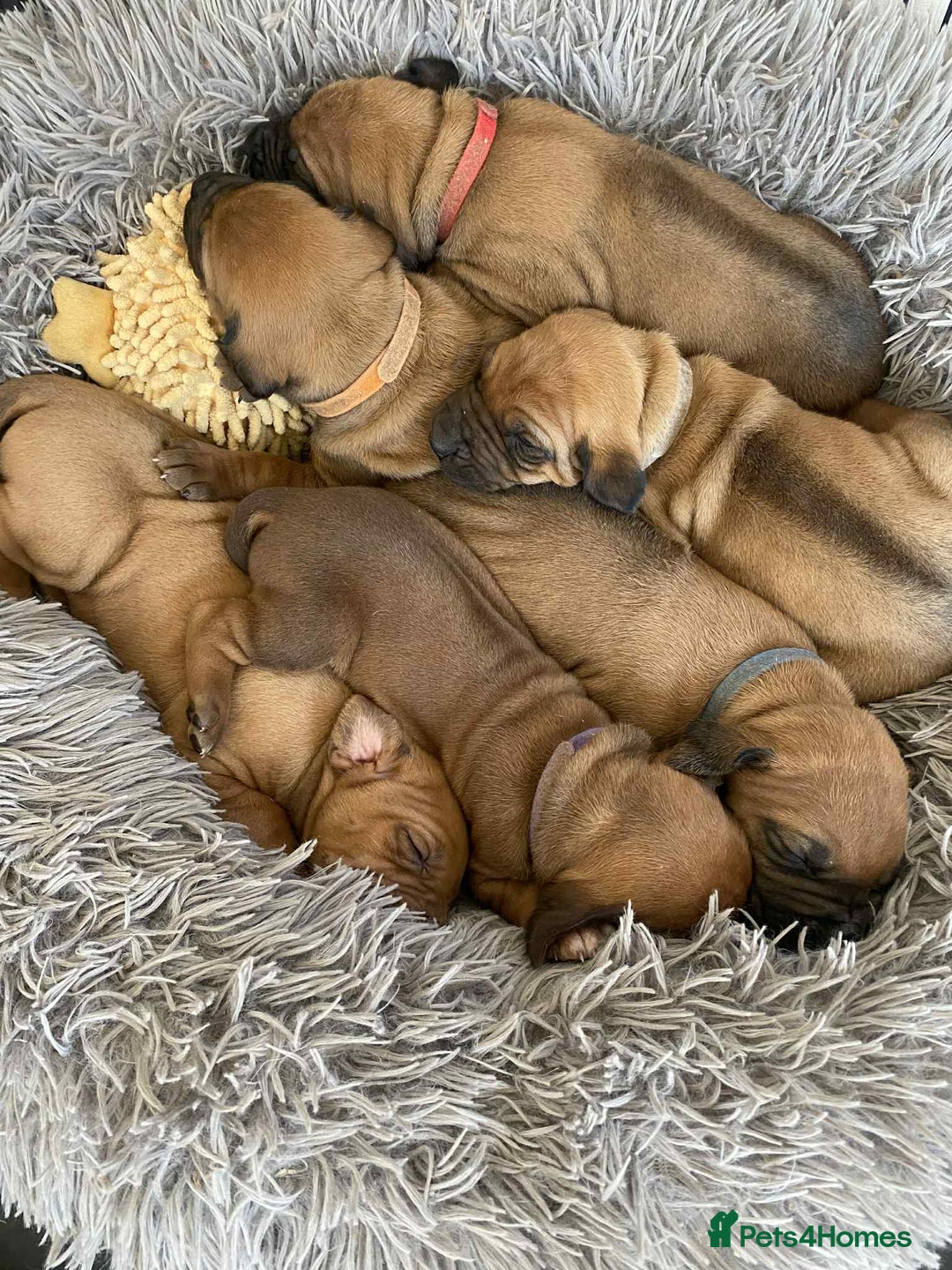 Rhodesian Ridgeback dogs for sale: KC reg Rhodesian Ridgeback puppies - Image 15