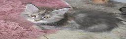 Maine Coon cats for sale: Stunning TICA registered girls - Advert 6