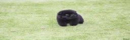 Mixed Breed dogs for sale: 🐾 Chow Chow x Japanese Chin CHINCHOWS 🐾 - Advert 9